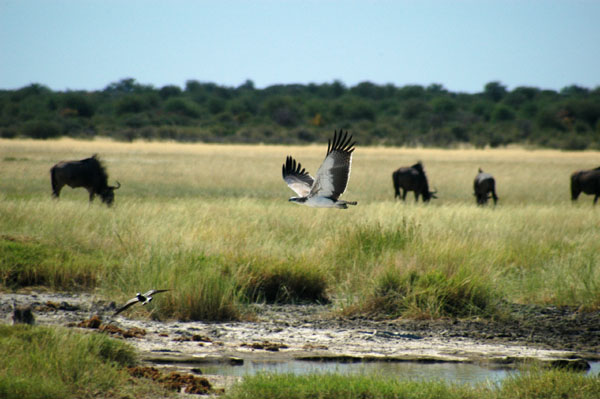 Martial Eagle in flight over the Andoni Plain