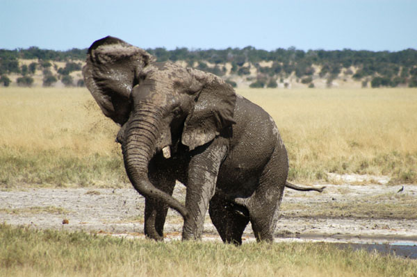 Big bull elephant shaking off after a mud bath, Andoni Plain