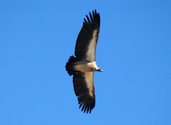   African White-backed Vulture in flight overhead Andoni (Etosha)