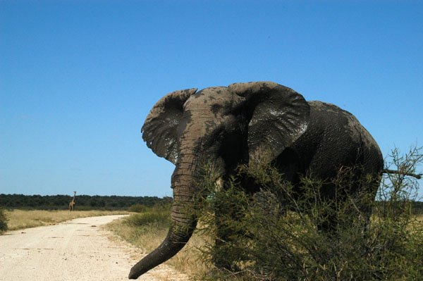 Old bull elephant crossing the road at Andoni