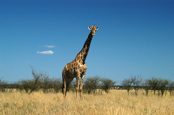 Giraffe near Tsumcor