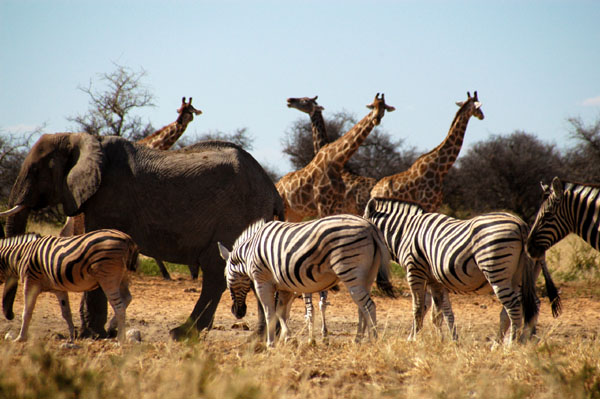 Tsumcor waterhole busy with elephant, giraffe and zebra