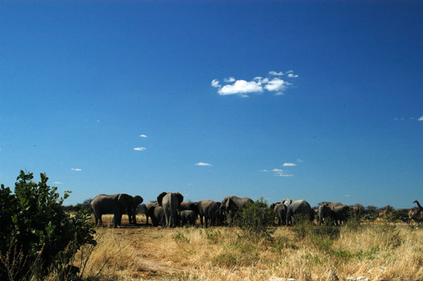 A large herd of elephants overwhelming Tsumcor