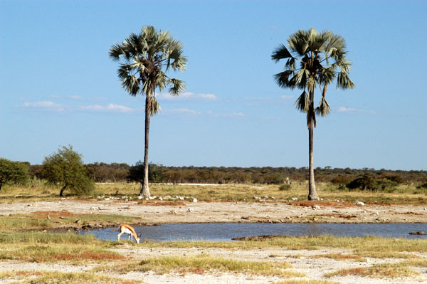 Twee Palms, near Namutoni