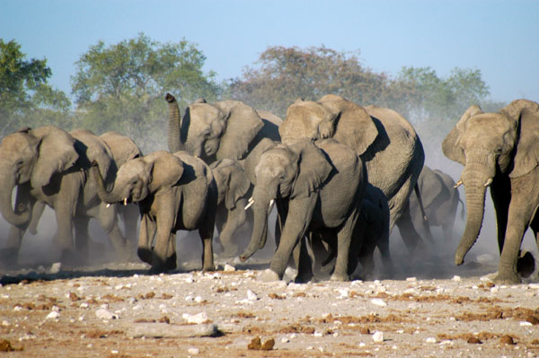 A thristy herd of elephants stampeding towards Klein Namutoni