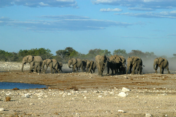 Elephants invading Klein Namutoni
