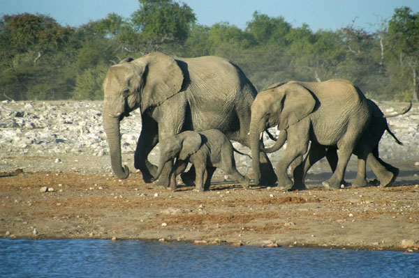 Elephants at Klein Namutoni