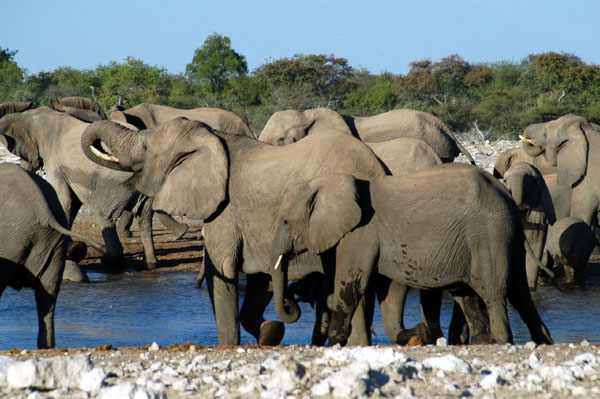 Elephants at Klein Namutoni