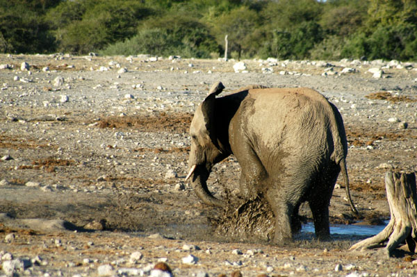 Baby elephant playing in the mud, Klein Namutoni