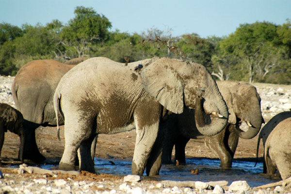 Elephants spraying themselves at the waterhole