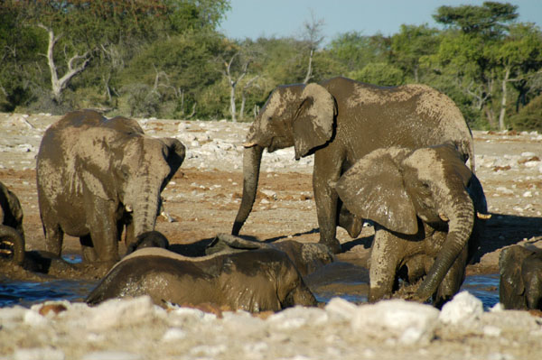 Cooling off at the waterhole