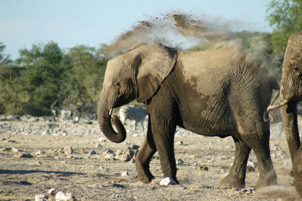 Elephants taking a dust bath after visiting the waterhole