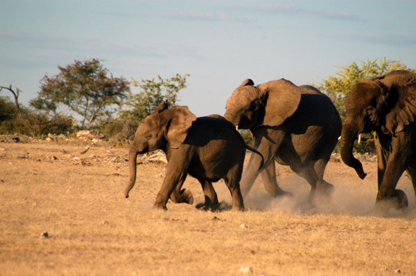 Don't leave us behind! Baby elephants hurry to catch up