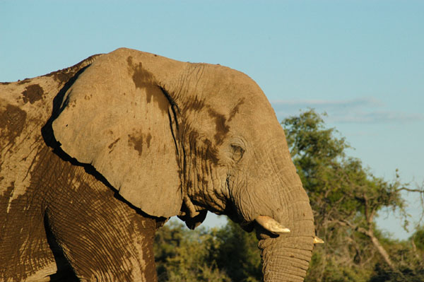 The tusks of Etosha elephants are small from digging for water
