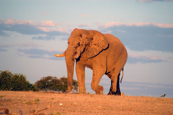 A lone bull arrives at Klein Namutoni after the herd departs