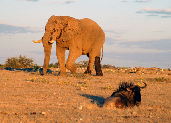 The passing elephant does not disturb the resting wildebeest