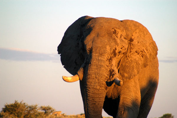 Big etosha bull elephant