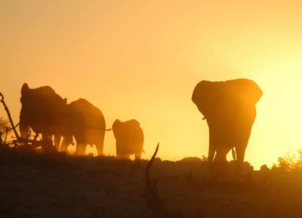 Elephants at sunset, Koinachas, Etosha National Park