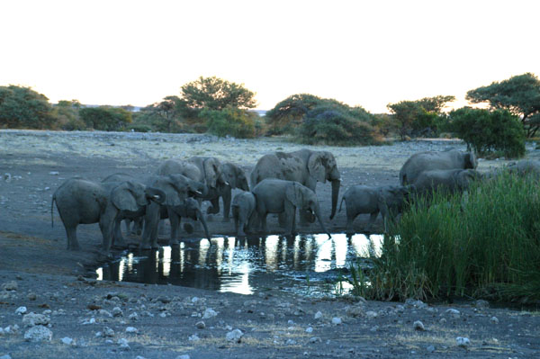 Elephant herd, probably the same that was at Klein Namutoni, drinking at Koinachas