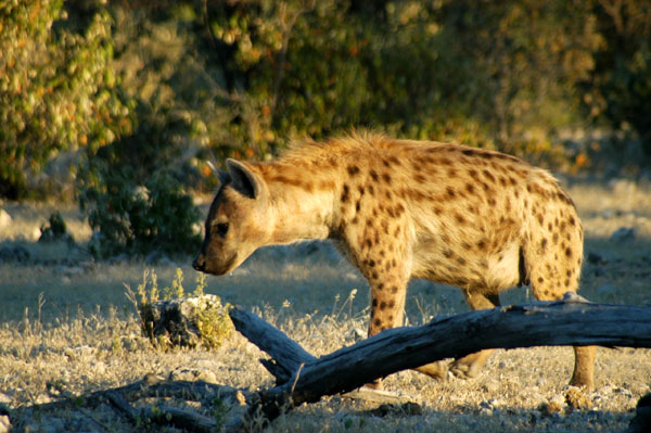 Spotted hyena at Klein Namutoni