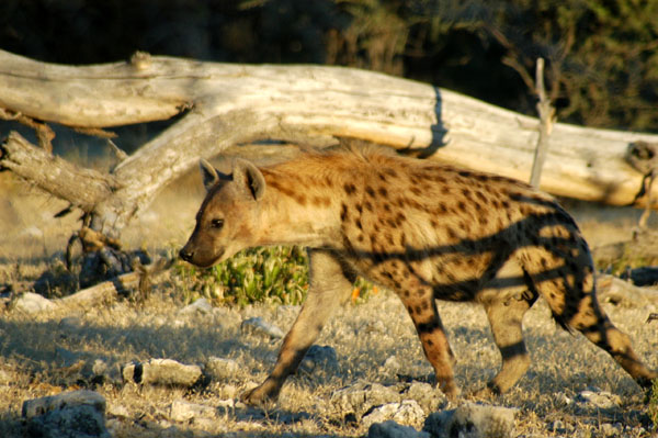 Spotted hyena at Klein Namutoni