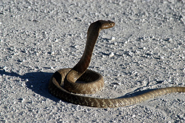 Cape Cobra