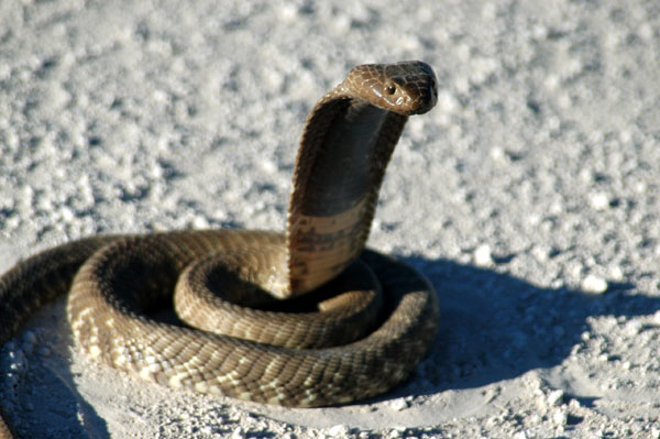 Cape Cobra coiled