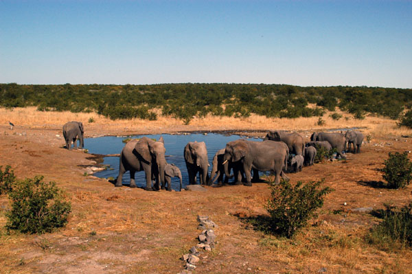 A herd of elephant at the Halali waterhole