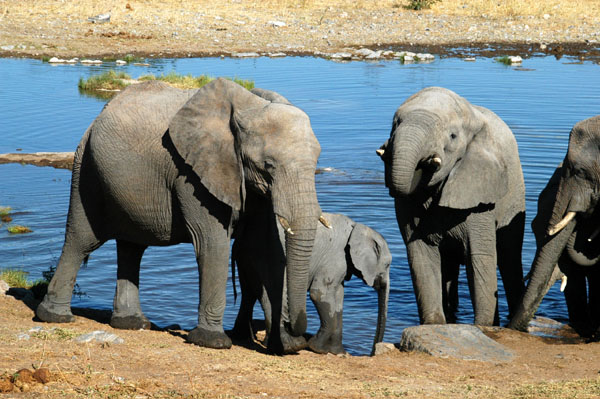 Elephants at the Halali waterhole