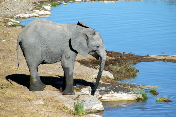 Elephant at Halali waterhole