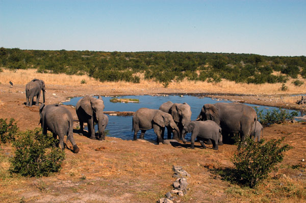 Herd of elephant at Halali waterhole