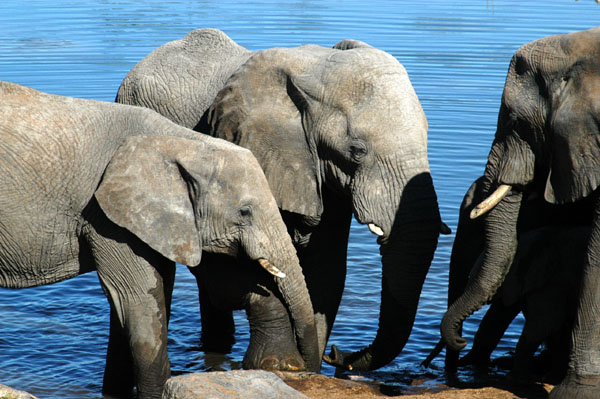 Elephants at Halali