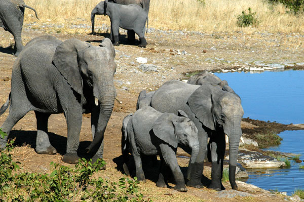 Elephants at Halali waterhole
