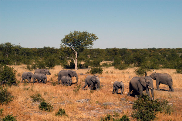 A second herd of elephant arrives at the Halali waterhole