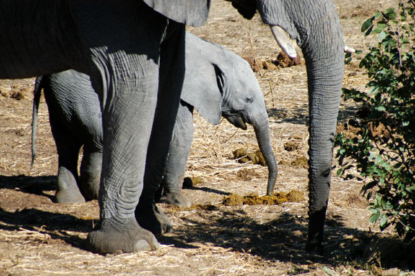 Baby elephant eating elephant poo