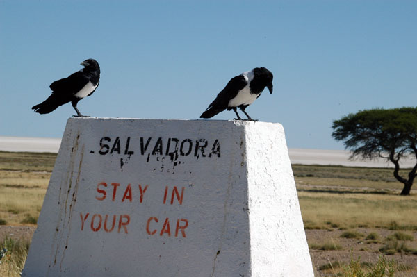 One last check by Salvadora finds only a pair of Pied Crows