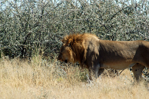 Finally, a pair of big male lions just south of the main park road on the side road to Gemsbokvlakte