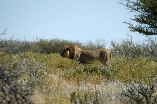 Bachelor male lion, Etosha