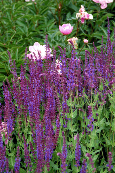 Flowers, Wawel Castle