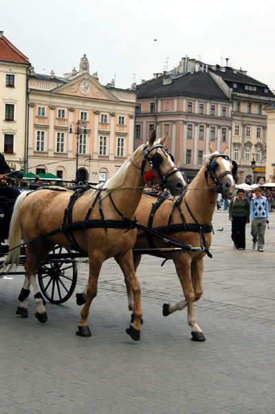 Horses, Krakau Market Square
