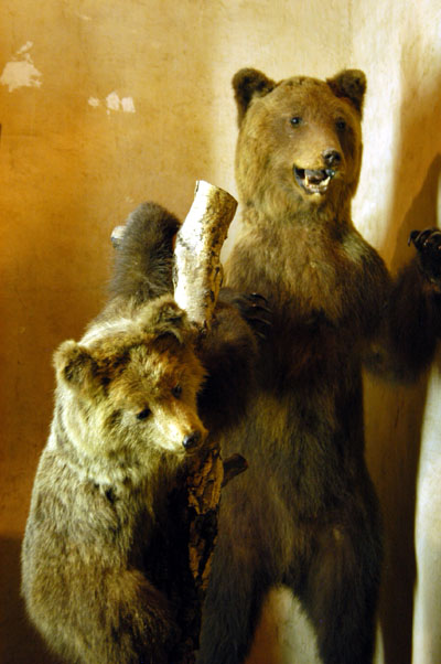 Brown bears, Orava Castle