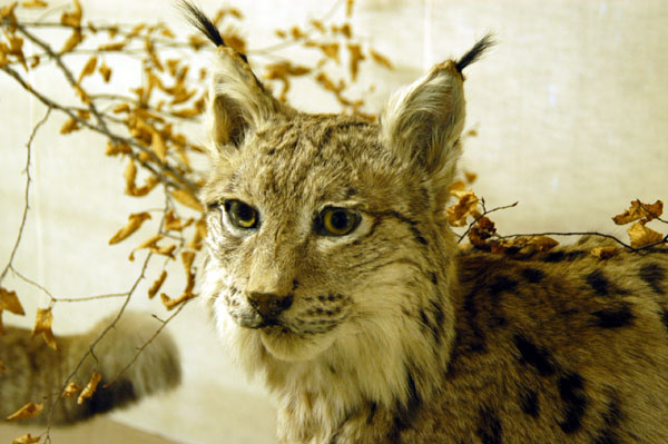 Lynx, Orava Castle