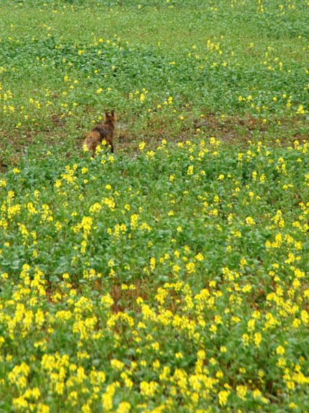 Red fox in a field of wildflowers, High Tatras National Park
