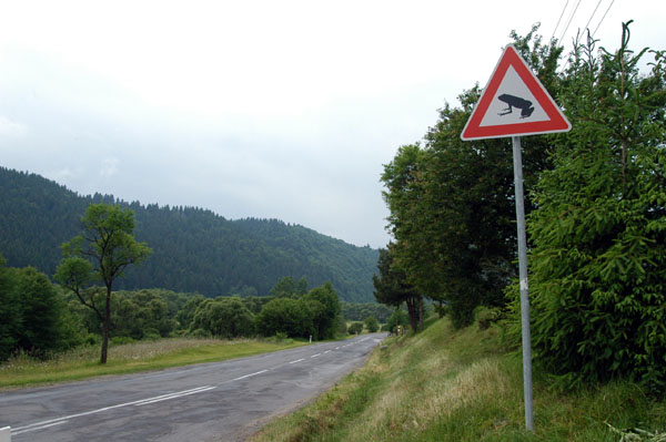 Frog Crossing along Hwy 66 near Polomka, Slovakia in the Low Tatras