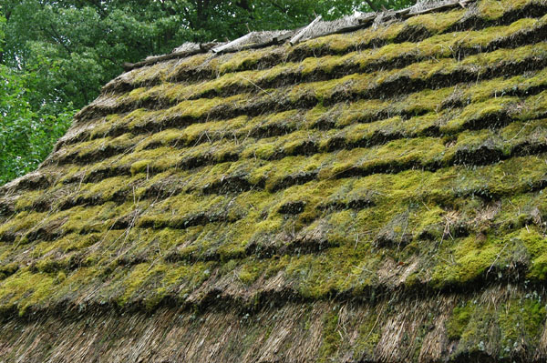 Moss growing on the roof of one of the old farm houses, Bardejovsk Kpele