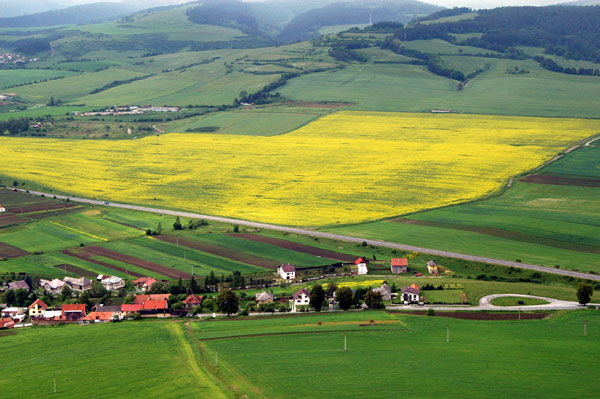 Yellow rape fields, Slovakia