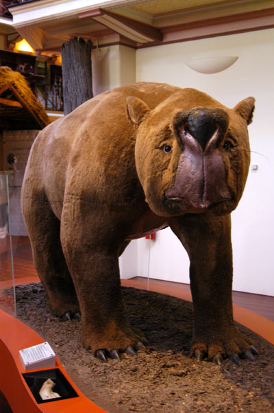 Zygomaturus trilobus, Western Australia Museum