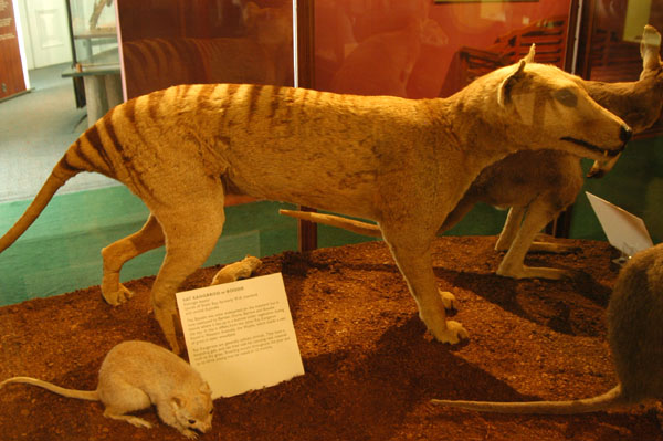 Tasmanian Wolf (Tasmanian Tiger - Thylacinus cynocephalus)