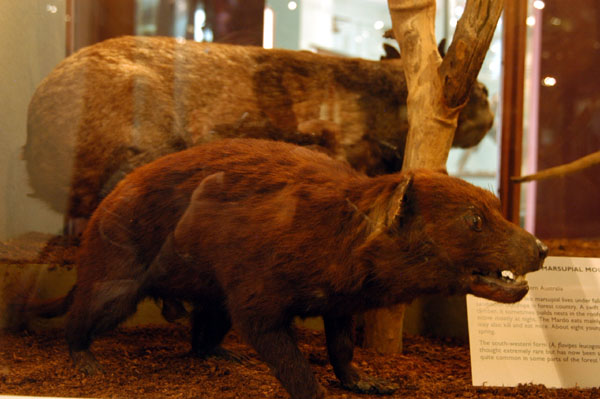 Tasmanian Devil (Sarcophilus harrisii)