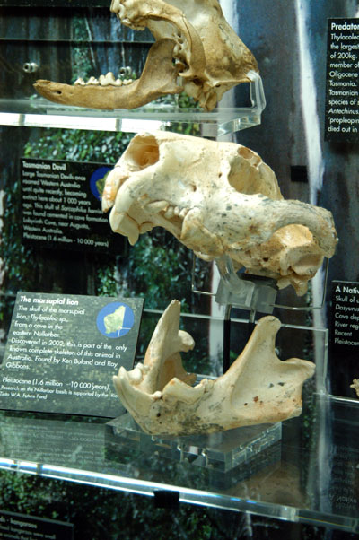 Marsupial Lion skull (Thylacoleo sp.)
